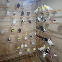 کفترفروشی