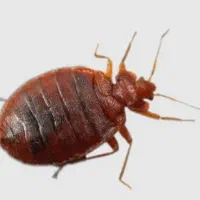 سمپاشی موریانه کنه 100%تضمینی سوسک ساس سم پاشی موش