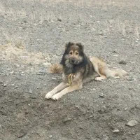 سگ گله و نگهبان