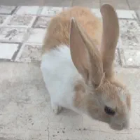 خرگوش