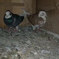 فروش یک جفت ابلغ پاک