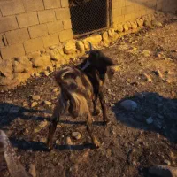 نر بز 9ماهه جنس اصلی