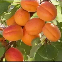 خرید زردآلو روی درخت