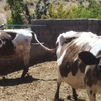 گاو