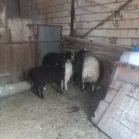 بره نر و ماده چاق