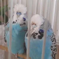 مرغ عشق انگلیسی