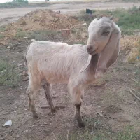 بزغاله