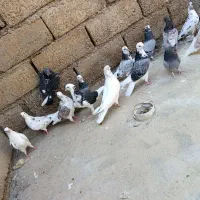 کالا|پرنده|دهلران, |دیوار