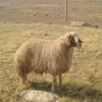 قوچ ورن|حیوانات مزرعه|زاگرس, |دیوار