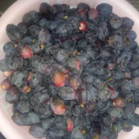 ترباری|عمده‌فروشی|خورموج, |دیوار