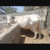 گاو شیری