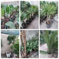 انواع گلهای آپارتمانی و باغچه ای