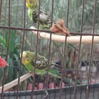 مرغ عشق خوش رنگ نروماده