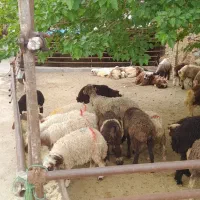 حاجی ارزانی زیر فی گله دار  زنده