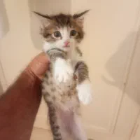 فروش بچه گربه