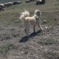 سگ گله