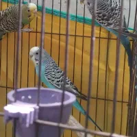 فروش مرغ عشق