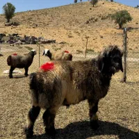 قوچ یه رون بختیاری