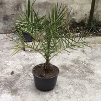 نخل خرما سرحال