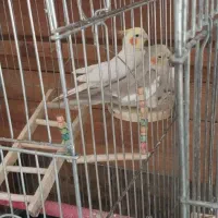 عروس هلندی مولد