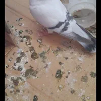 کفتر