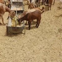 کره دورگ