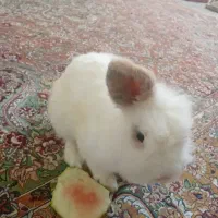 خرگوش نژاد برتر