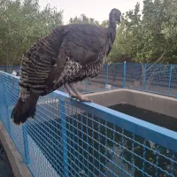 بوقلمون