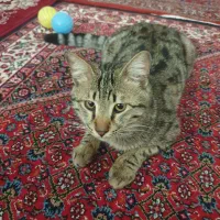 گربه گم شده
