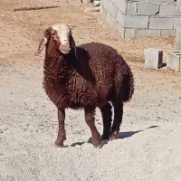 بره بره