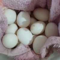 تخم‌مرع محلی نطفه دار ۲۰