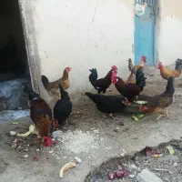 3عددخروس عربی