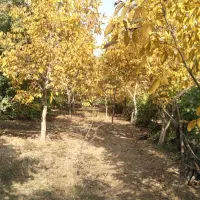 زمین کشاورزی