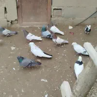 بیست عدد یک لونه