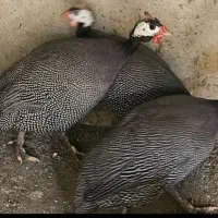 مرغ و خروس شاخ دار