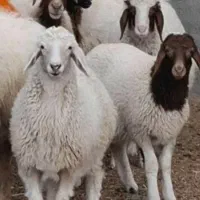 گوسفندخونی وقصاب سیار