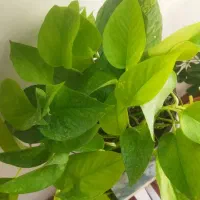 گل حسن یوسف وگندمی و