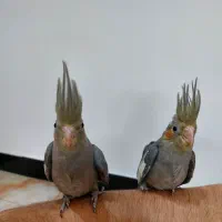 دو عدد جوجه عروس