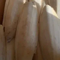 کف دریا صادراتی