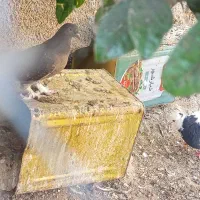 دو عدد ماده سوسنی ترکی و بهبونی