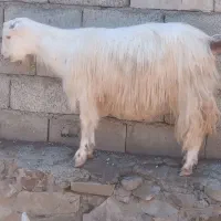 بزقاله سانن وپاکستنی