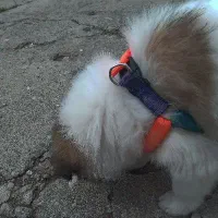 سگ پاکوتاه بزرگ نمیشه