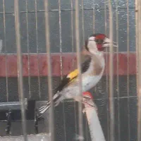 سهره نر
