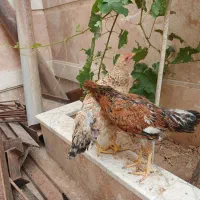 ۲ عدد مرغ وار