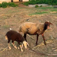 گوسفند وره مار