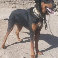 سگ روتوایلر