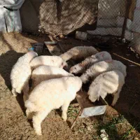 سلام علیکم بره ۸  عد و سالم و یک ماده