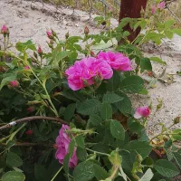 گل محمدی|گل و گیاه طبیعی|ماکو, |دیوار