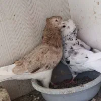 سرور .