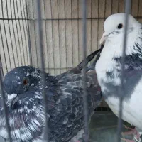 طوقی تیک پاره و قاره